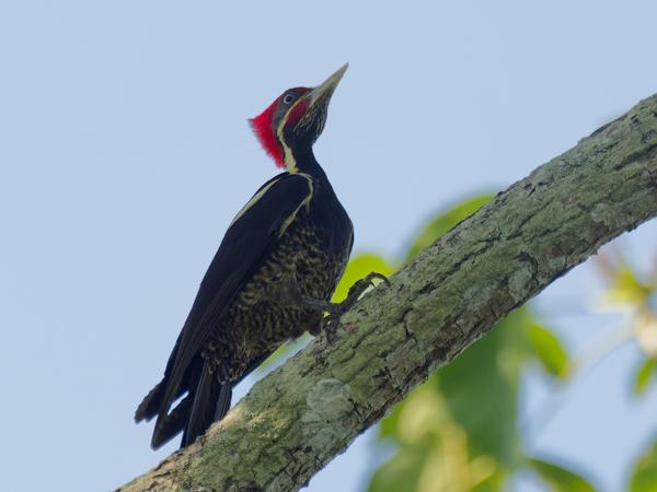 <h3><a href="/trips/costa-rica/biota/animalia/chordata/aves/039 piciformes/009 picidae/dryocopus lineatus/dryocopus lineatus-nl.html">Dryocopus&nbsp;lineatus</a> / Lineated&nbsp;woodpecker / Gestreepte&nbsp;helmspecht</h3>OM-1 Mark II met M.300mm F4.0 + MC-14, 1/2000 sec  bij F5.6, ISO 3200, afstand 23.1&nbsp;m